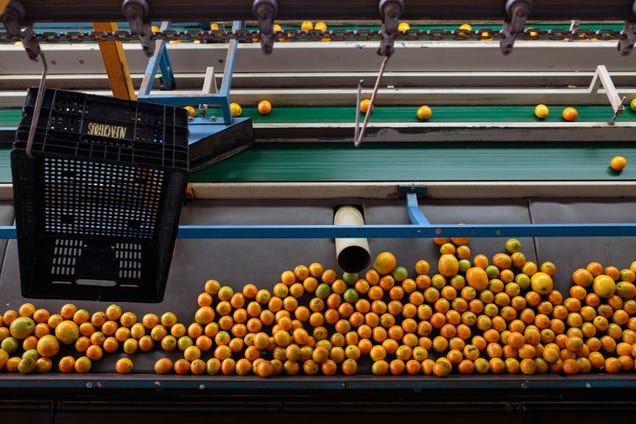orange-juice-makers-might-need-a-substitute-fruit-as-a-historic-shortage-has-prices-soaring.jpg Orange juice makers might need a substitute fruit as a historic shortage has prices soaring