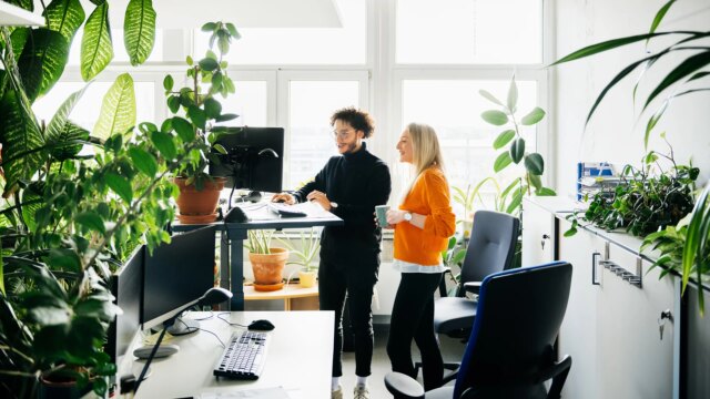 Office Plants Add Warmth to the Workplace. These Species Will Thrive There
